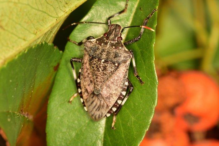 Brown marmorated stink bug feasting on a leaf