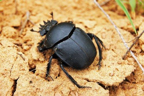 Scarab crawling on sand