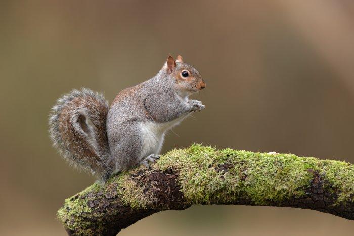 Squirrel sitting on a branch