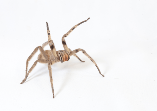 banana spider on white background