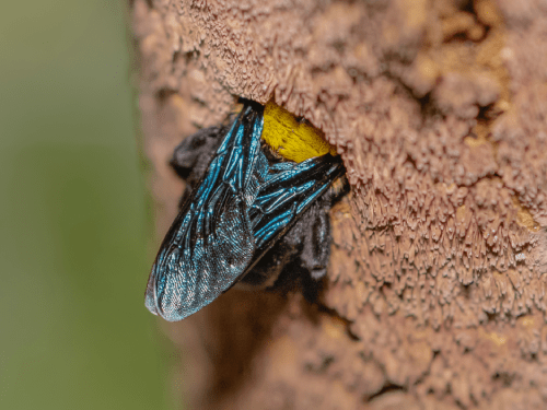 carpenter bee burrowing into a hole in wood