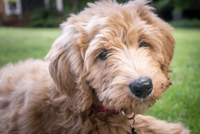 puppy with ants around mouth