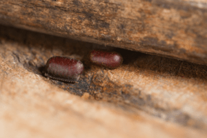 2 cockroach eggs or ootheca on window