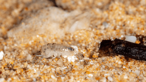 sand flea in sand next to a piece of wood