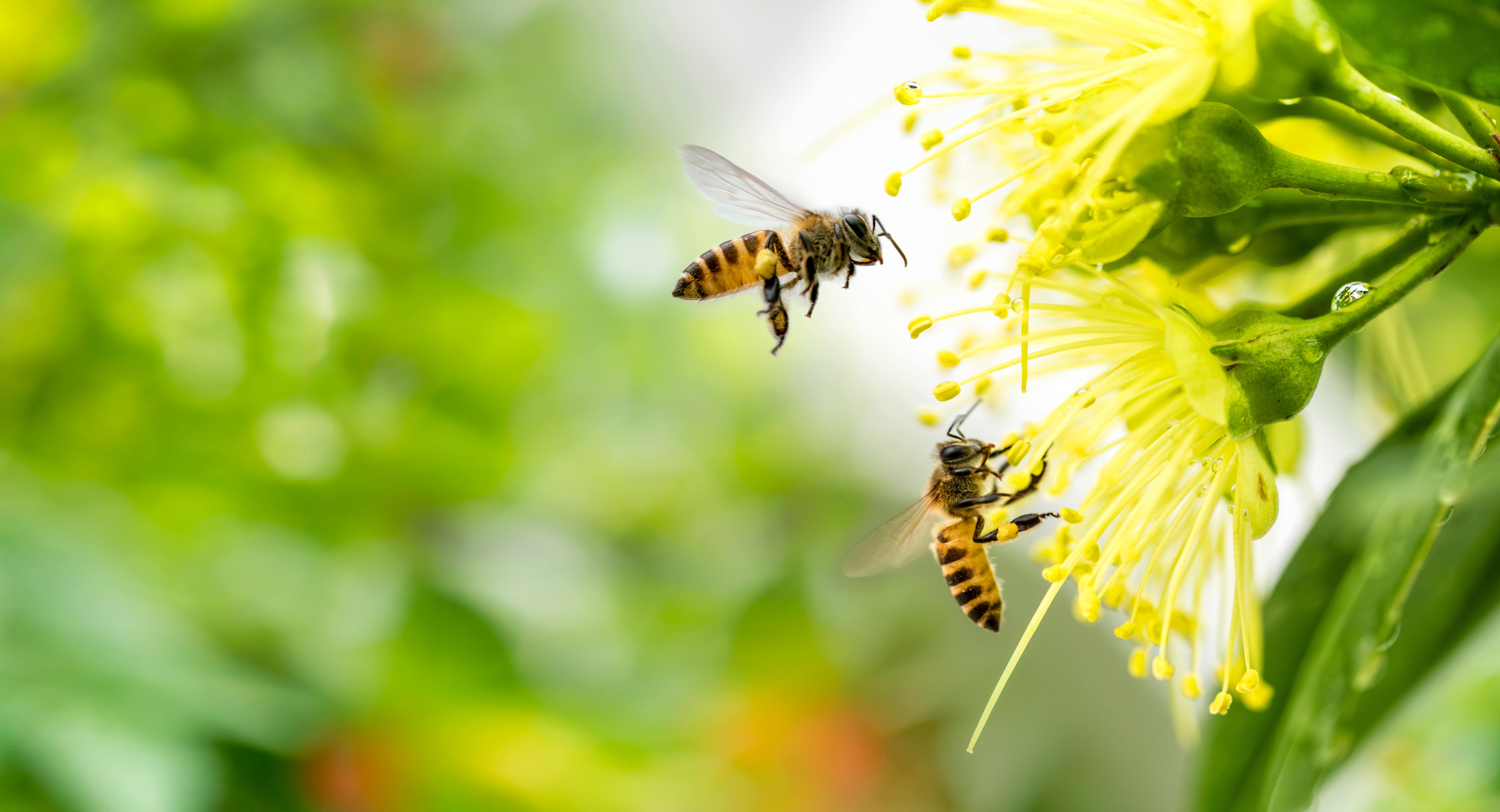 Bee Control